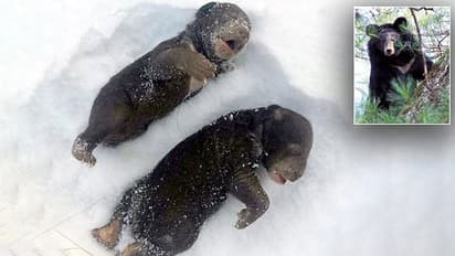 കൊടും ക്രൂരത; അമ്മക്കരടിയെ വിരട്ടിയോടിച്ചു, തണുത്തുവിറച്ച് ചത്തത് രണ്ട് കരടി കുഞ്ഞുങ്ങൾ