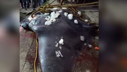 মৎস্যজীবীদের জালে দৈত্যাকার চিলশঙ্কর মাছ, হুলুস্থুলু কাণ্ড দিঘায়