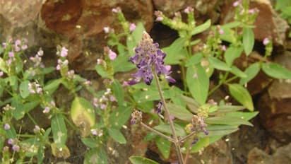 ഔഷധ സസ്യങ്ങള് വളര്ത്തി ലക്ഷങ്ങള് വരുമാനം നേടാനാവുമോ?