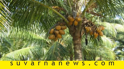 ಹಿತ್ತಲಲ್ಲಿ 8 ತೆಂಗಿನ ಮರಗಳಿದ್ರೆ ವರ್ಷಕ್ಕೆ ಲಕ್ಷ ಆದಾಯ..!