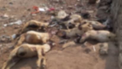 வெறியுடன் கடித்து குதறிய தெரு நாய்கள்..! 8 ஆடுகள் ரத்தவெள்ளத்தில் பலி..!