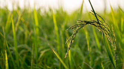 കര്ഷകര് ആത്മഹത്യ ചെയ്യരുത്, കാര്ഷിക കുടുംബത്തിലെ അംഗമായ ഉമ കണ്ടെത്തിയ വഴി