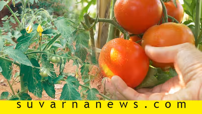 ಬೇಸಿಗೆಯಲ್ಲಿ ಟೊಮಾಟೊ ಬೆಳೆಯುವವರಿಗಾಗಿ ಒಂದಿಷ್ಟುಮಾಹಿತಿ!
