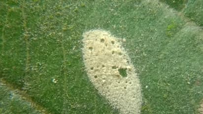 বাগনানে 'হলুদ বৃষ্টি'-র রহস্যভেদ, গবেষকের দাবিতে শোরগোল