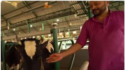 പശുക്കളെ പരിപാലിച്ച് ജയറാം, വീഡിയോ എടുത്ത് കാളിദാസ് ജയറാം