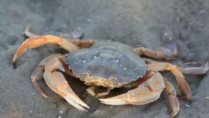 ഈ ക്ഷേത്രത്തിൽ ജീവനുള്ള ഞണ്ടുകളെ നേര്‍ച്ചയായി നൽകുന്നു, ഞണ്ടുകള്‍ക്ക് പിന്നീട് സംഭവിക്കുന്നത്....