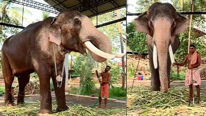 പൂരപ്പറമ്പുകളെ ആവേശത്തിലാറാടിക്കാനൊരുങ്ങി തെച്ചിക്കോട്ട് കാവ് രാമചന്ദ്രന്