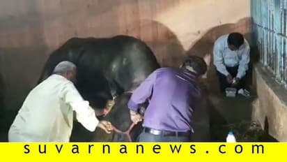 ದೇವಾಲಯದಲ್ಲಿ ಡಿಸಿ, ಎಸ್ ಪಿ ಕಾವಲು : ಅಜ್ಞಾತ ಸ್ಥಳದಲ್ಲಿ ಕೋಣ ಬಲಿ