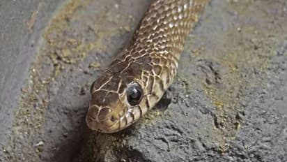 പാമ്പുകടിയേറ്റാൽ മന്ത്രവാദവും ഒറ്റമൂലിയുമല്ല മരുന്ന്; ഡോക്ടറുടെ കുറിപ്പ്