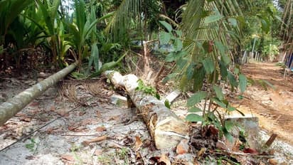 പുരയിടത്തിൽ അതിക്രമിച്ചു കയറി മരങ്ങൾ വെട്ടി നശിപ്പിച്ചതായി പരാതി