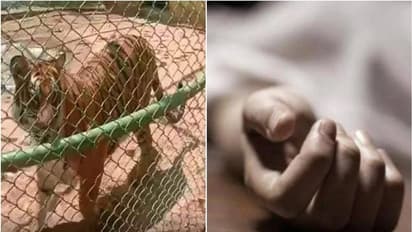 മൃഗശാലയില് കടുവയുടെ കൂട്ടിലേക്ക് എടുത്തുചാടി; യുവാവിന് ദാരുണാന്ത്യം