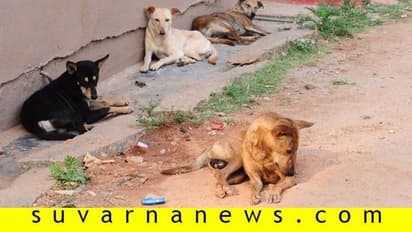 ಎರಡು ವರ್ಷದ ಮಗುವಿನ ಮೇಲೆ ಬೀದಿ ನಾಯಿ ದಾಳಿ