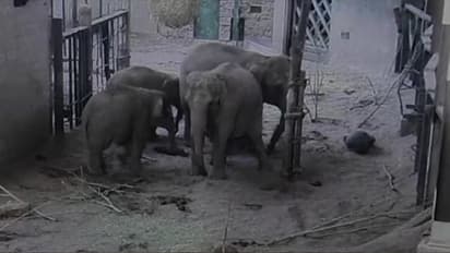 ಅಮ್ಮ ಮರಿಯಾನೆಗೆ ಜನ್ಮ ನೀಡಿದ ಕ್ಷಣ ಕ್ಯಾಮೆರಾದಲ್ಲಿ ಸೆರೆಯಾದಾಗ!