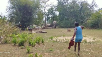 জঙ্গল থেকে ক্ষেত, খাবার নেই কোথাও, লোকালয়ে হাতির আতঙ্ক