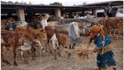മധ്യപ്രദേശിൽ സർക്കാർ ഗോശാലയിൽ മദ്യ-മാംസവിരുന്ന്; അന്വേഷണം പ്രഖ്യാപിച്ച് പൊലീസ്