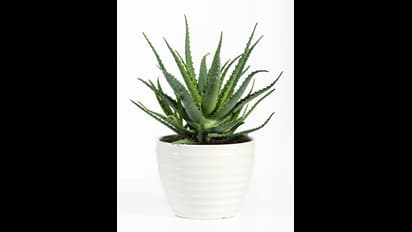 ನಿಮ್ಮ ಆರೋಗ್ಯಕ್ಕೂ, ಅದೃಷ್ಟಕ್ಕೂ ಮನೇಲಿ ಇರಲಿ  ಈ  ಅದ್ಭುತ ಸಸ್ಯ!