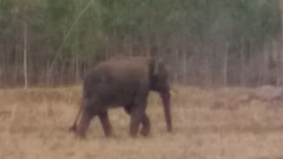 ಲಾಕ್ಡೌನ್: ಪಟ್ಟಣದಲ್ಲಿ ಆನೆ, ಕಾಡುಕೋಣ, ಜಿಂಕೆ, ಹಂದಿಗಳ ವಿಹಾರ