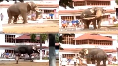 തൃശ്ശൂരില് രണ്ടിടത്ത് ആനകള് ഇടഞ്ഞു