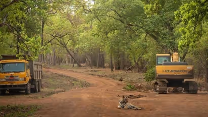 ബുള്‍ഡോസറുകള്‍ക്കൊപ്പം ജീവിക്കേണ്ടി വരുന്ന കടുവകള്‍; ചിത്രങ്ങള്‍ കാണാം