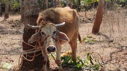 'ജെല്ലിക്കെട്ട്' മോഡലിൽ പോത്ത് വിരണ്ടോടി, പള്ളിക്കലില് പരിഭ്രാന്തിയുടെ 3 മണിക്കൂർ: മൂന്ന് പേർക്ക് കുത്തേറ്റു
