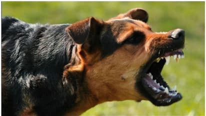  ನಾಯಿ ಕಚ್ಚಿದಾಗ ಏನು ಮಾಡಬೇಕು, ಏನು ಮಾಡಬಾರದು?