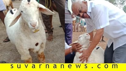 ಲಾಕ್‌ಡೌನ್‌: ಕೃಷಿಯಲ್ಲಿ ಮಾಜಿ ಸ್ಪೀಕರ್‌ ಬ್ಯುಸಿ, ಕುರಿ ಸಾಕಾಣಿಕೆಗೂ ಸೈ