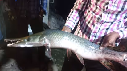 மீன் சாப்பிட்டால் 100 வருடம் வாழலாம்..! அமைச்சர் ஜெயக்குமார் அட்வைஸ்..!