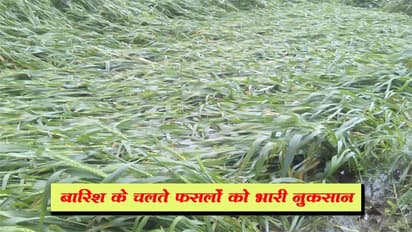 पंजाब और हरियाणा में बेमौसम बारिश से फसलों को नुकसान, तापमान में 3 से 8 डिग्री की गिरावट