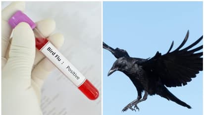 പക്ഷിപ്പനിയെന്ന് സംശയം: മലപ്പുറത്ത് ചത്ത മൂന്ന് പക്ഷികളുടെ സാമ്പിൾ പരിശോധിക്കും