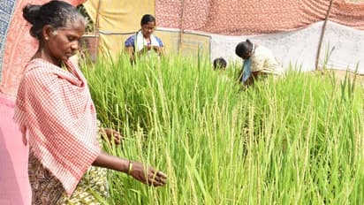 അരപതിറ്റാണ്ട് പിന്നിട്ട് 'ചില്ല' മാര്ക്കറ്റ്; നൂറുമേനി കൊയ്ത് ആദിവാസി കുടിയിലുള്ളവർ