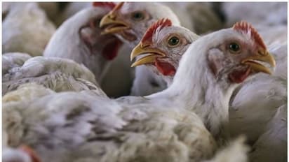 കോഴിക്കോട് പക്ഷിപ്പനി: വളർത്തുപക്ഷികളെ ഇന്ന് മുതൽ കൊന്നു തുടങ്ങും