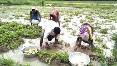 অকাল বর্ষণে ডুবেছে জমি, পাম্পিং করেও 'অধরা' আলুর ভবিষ্যৎ