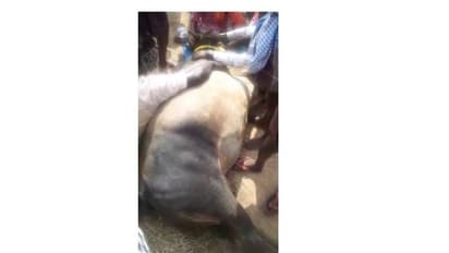 ஜல்லிக்கட்டில் சீறி வந்த காளை..! அறுந்து கிடந்த மின்வயரை மிதித்து பரிதாப பலி..!