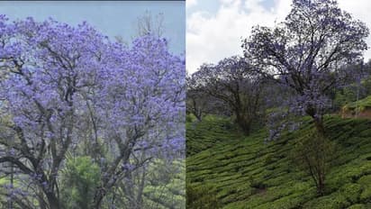 മൂന്നാറിനെ മനോഹരിയാക്കി ജക്രാന്ത പൂക്കൾ; സഞ്ചാരികൾക്ക് ദൃശ്യവിരുന്ന്