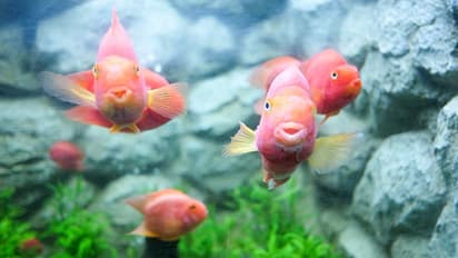 കാലാവസ്ഥ വ്യതിയാനം: മല്സ്യ സമ്പത്തും ഇല്ലാതാവും