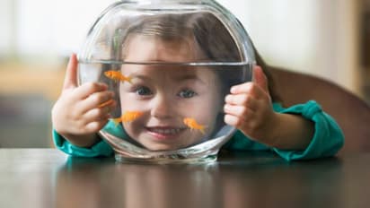 অ্যাকোরিয়াম কেবল সৌন্দর্য নয়, পরিবারে সুখ বয়ে আনতেও মোক্ষম উপাদান, জানুন বাস্তু টিপস