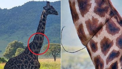 महिला के सामने जाकर रोने लगा जिराफ, गले पर नजर पड़ते ही कांप गया कलेजा