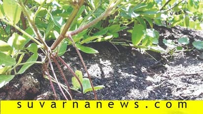 ಜಮೀನಿಗೆ ಜಿಪ್ಸಂ ಯಾಕೆ ಹಾಕ್ಬೇಕು, ಏನದರ ಉಪಯೋಗ?