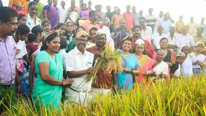 ആവേശമായി കൊയ്ത്തുത്സവം; കുട്ടികർഷകർ കൊയ്തെടുത്തത് നൂറുമേനി