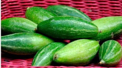 গরমের আগেই বাড়ির এক কোনে সহজেই করতে পারেন পটলের চাষ, জেনে নিন এর পদ্ধতি