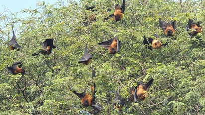 ভারতেও এবার বাদুড় আতঙ্ক, আইসিএমআর-এর গবেষণায় করোনা মিলল দুই প্রজাতির দেহে