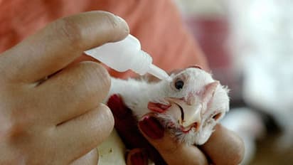 ಆತಂಕ ಮೂಡಿಸಿದ ವಿದೇಶಿ ಹಕ್ಕಿ ಸಾವು, ಪತ್ತೆಯಾಗದ ಕಾರಣ