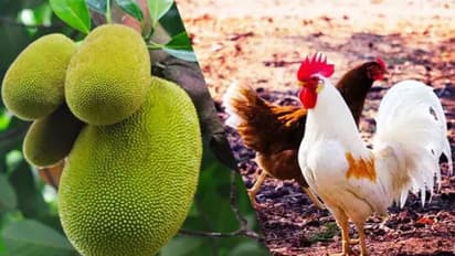 ബിരിയാണിയിൽ ചിക്കന് പകരം ചക്ക; കൊറോണ കാലത്തെ ഭക്ഷണപരീക്ഷണങ്ങൾ