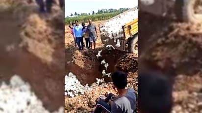 কর্নাটকে গণকবর, মাটিতে জ্যান্ত পুঁতে দেওয়া হল ৬০০০ মুরগি
