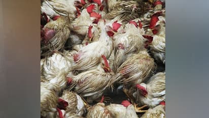 ಕೊರೋನಾ, ಹಕ್ಕಿಜ್ವರ ಭೀತಿ: 2500 ಕೋಳಿಗಳ ಮಾರಣಹೋಮ