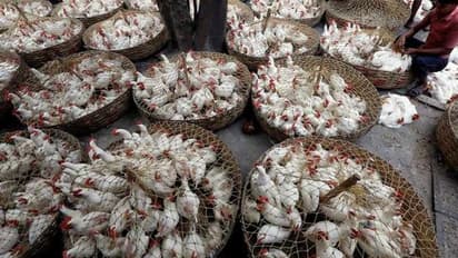 ಸರ್ಕಾರದ ಆದೇಶಕ್ಕೆ ಕ್ಯಾರೆ ಎನ್ನದ ಜನ: ಅಕ್ರಮ ಮಾಂಸ ಮಾರಾಟದ ಅಡ್ಡೆಗಳ ಮೇಲೆ ದಾಳಿ