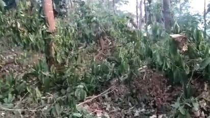 ಕಾಫಿನಾಡಲ್ಲಿ 4 ಎಕರೆ ಕಾಫಿ ತೋಟ ಕಡಿದು ಹಾಕಿದ ಅಧಿಕಾರಿಗಳು