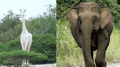 മനുഷ്യരെങ്ങനെയിത്ര ക്രൂരന്മാരാകുന്നു? വെള്ള ജിറാഫ് മുതല് പിഗ്മി ആന വരെ, വന്യജീവികളെ കൊന്നൊടുക്കുന്ന ലോകം