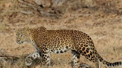 ಸಫಾರಿ ಮಾರ್ಗದಲ್ಲಿ ವನ್ಯ ಜೀವಿಗಳ ಮನಮೋಹಕ ದೃಶ್ಯ..!