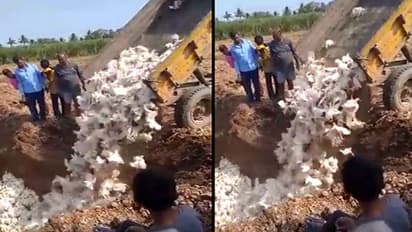 ಕೊರೋನಾ ಭೀತಿ: ಚಿಕನ್ ಕೇಳೋರೆ ಇಲ್ಲ, 18000 ಕೋಳಿ ಜೀವಂತ ಸಮಾಧಿ